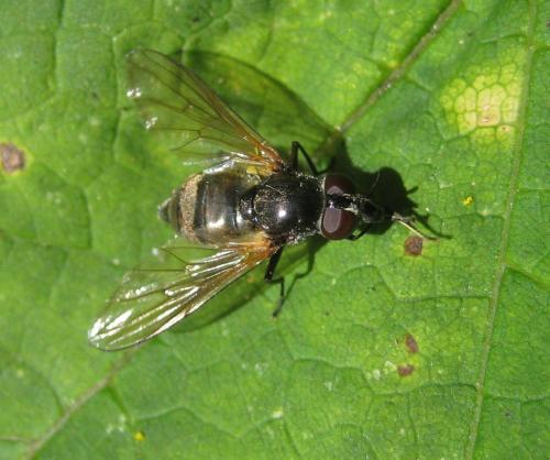 Réf. 196 982 : Cheilosia personata